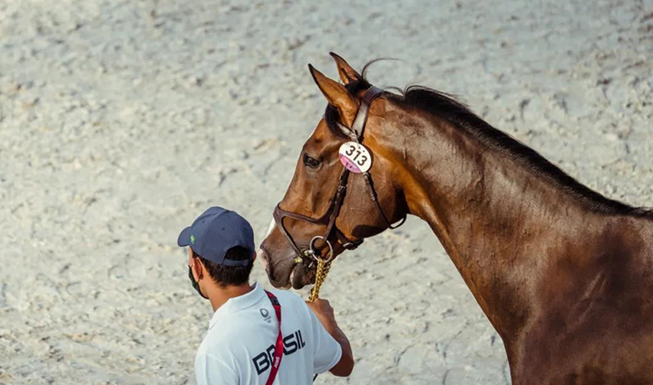 <b>马术知识：Dressage马场马术“深情的培养”</b>