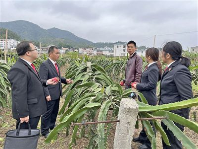   图④：岑溪法院糯垌法庭法官深入辖区火龙果基地调研。