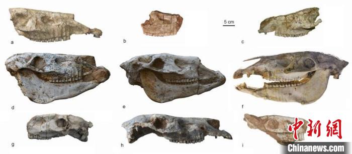 陕西蓝田与甘肃临夏盆地的渭河古三趾马头骨材料。　中科院古脊椎所 供图