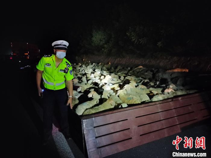 货车车厢栏板取代篷布之后，几百只活羊再也无法乱跑。　高速交警供图