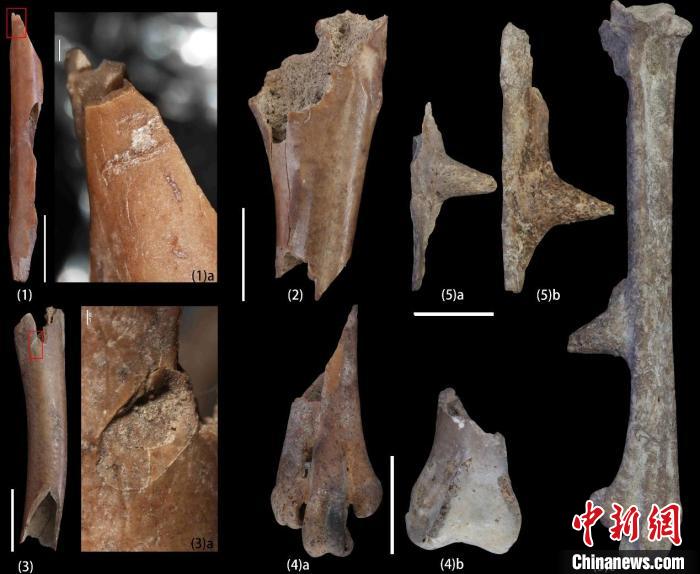 史前人类如何利用鸟类资源？中科院团队最新研究发现系列证据