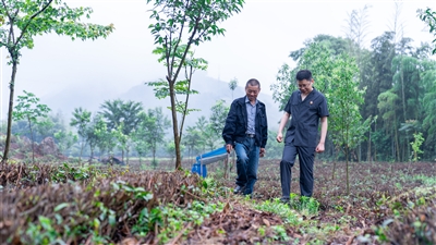 法官前往琛碛村回访，与老曹一起在林地实地查看树木生长情况。